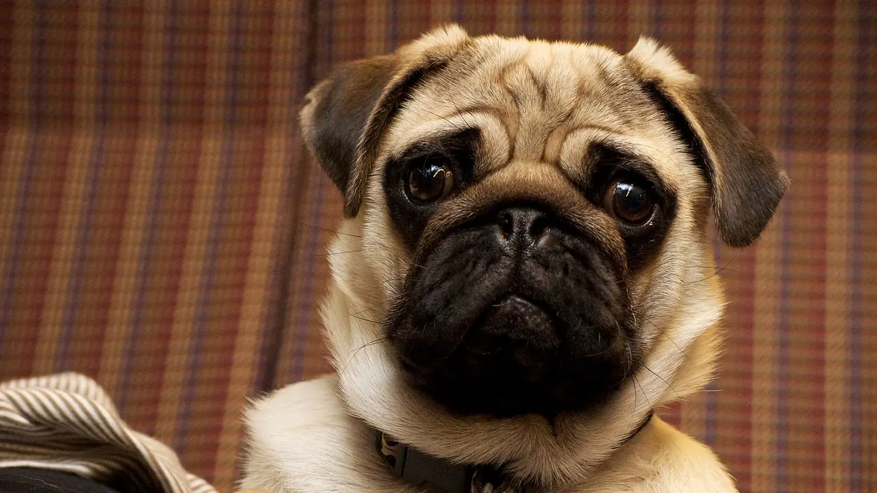 Mugshot of lost pug has internet in splits