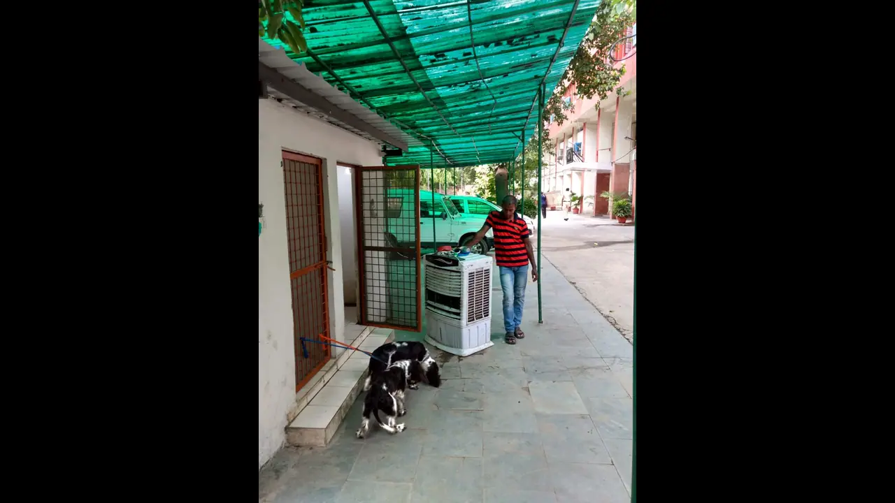 Office space becomes home for IPS officer's pet dogs in Delhi
