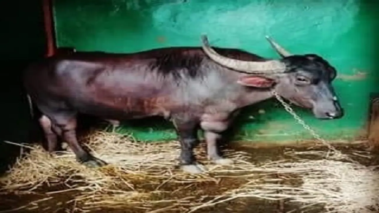 ಶ್ರೀ ಮಾರಿಕಾಂಬಾ ದೇವಾಲಯದ ಮಾರೀಕೋಣ ಇನ್ನಿಲ್ಲ ಶ್ರೀ ಮಾರಿಕಾಂಬಾ ದೇವಾಲಯದ ಮಾರೀಕೋಣ ಇನ್ನಿಲ್ಲ