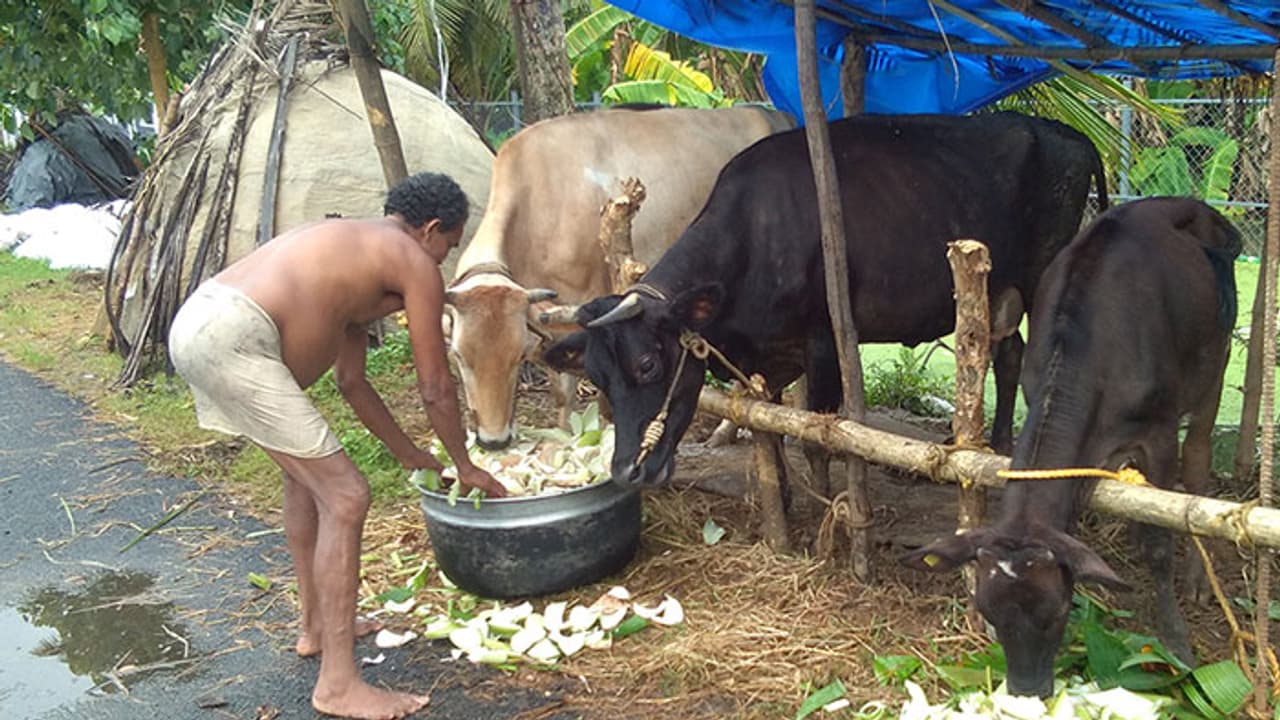 വെള്ളപ്പൊക്ക ദുരിതത്തില് നട്ടം തിരിഞ്ഞ് ക്ഷീരകര്ഷകര് വെള്ളപ്പൊക്ക ദുരിതത്തില് നട്ടം തിരിഞ്ഞ് ക്ഷീരകര്ഷകര്