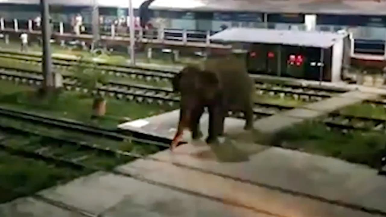 స్టేషన్లో ఏనుగు బీభత్సం: ప్రాణాలు అరచేతిలో పెట్టుకుని పరుగులు (వీడియో) స్టేషన్లో ఏనుగు బీభత్సం: ప్రాణాలు అరచేతిలో పెట్టుకుని పరుగులు (వీడియో)