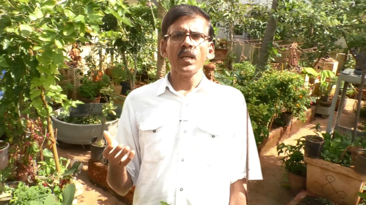 జీరో బడ్జెట్.. ఇంటి మీది పంట(వీడియో) జీరో బడ్జెట్.. ఇంటి మీది పంట(వీడియో)