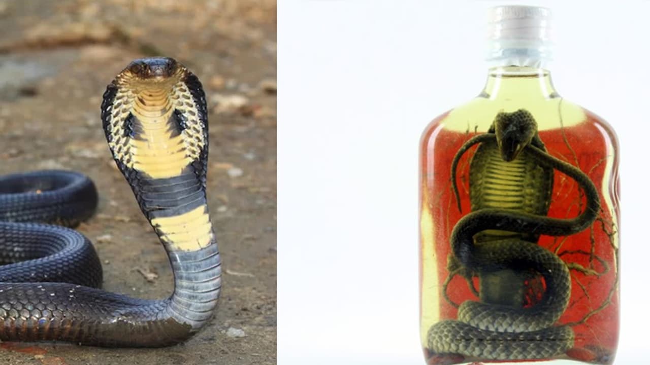 స్నేక్వైన్ చేసుకుందామని పాముకి ఆర్డర్.. పాముకాటుకి యువతి బలి స్నేక్వైన్ చేసుకుందామని పాముకి ఆర్డర్.. పాముకాటుకి యువతి బలి