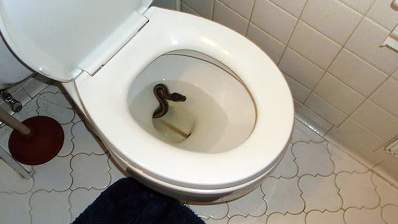 ‘‘కూర్చునే ముందు టాయ్ లెట్ లోకి ఒకసారి తొంగి చూడండి’’ ‘‘కూర్చునే ముందు టాయ్ లెట్ లోకి ఒకసారి తొంగి చూడండి’’