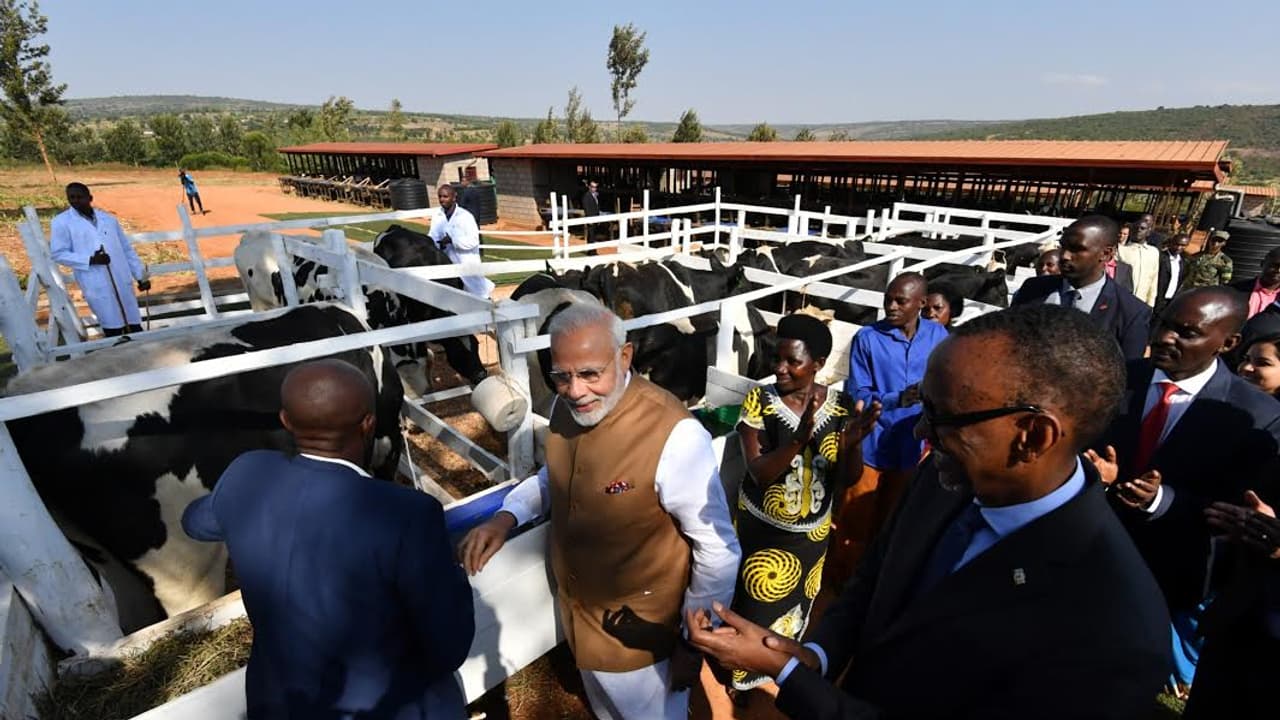ರುವಾಂಡಾದಲ್ಲಿ ಪ್ರಧಾನಿ ಮೋದಿಯಿಂದ ಗೋದಾನ! ರುವಾಂಡಾದಲ್ಲಿ ಪ್ರಧಾನಿ ಮೋದಿಯಿಂದ ಗೋದಾನ!