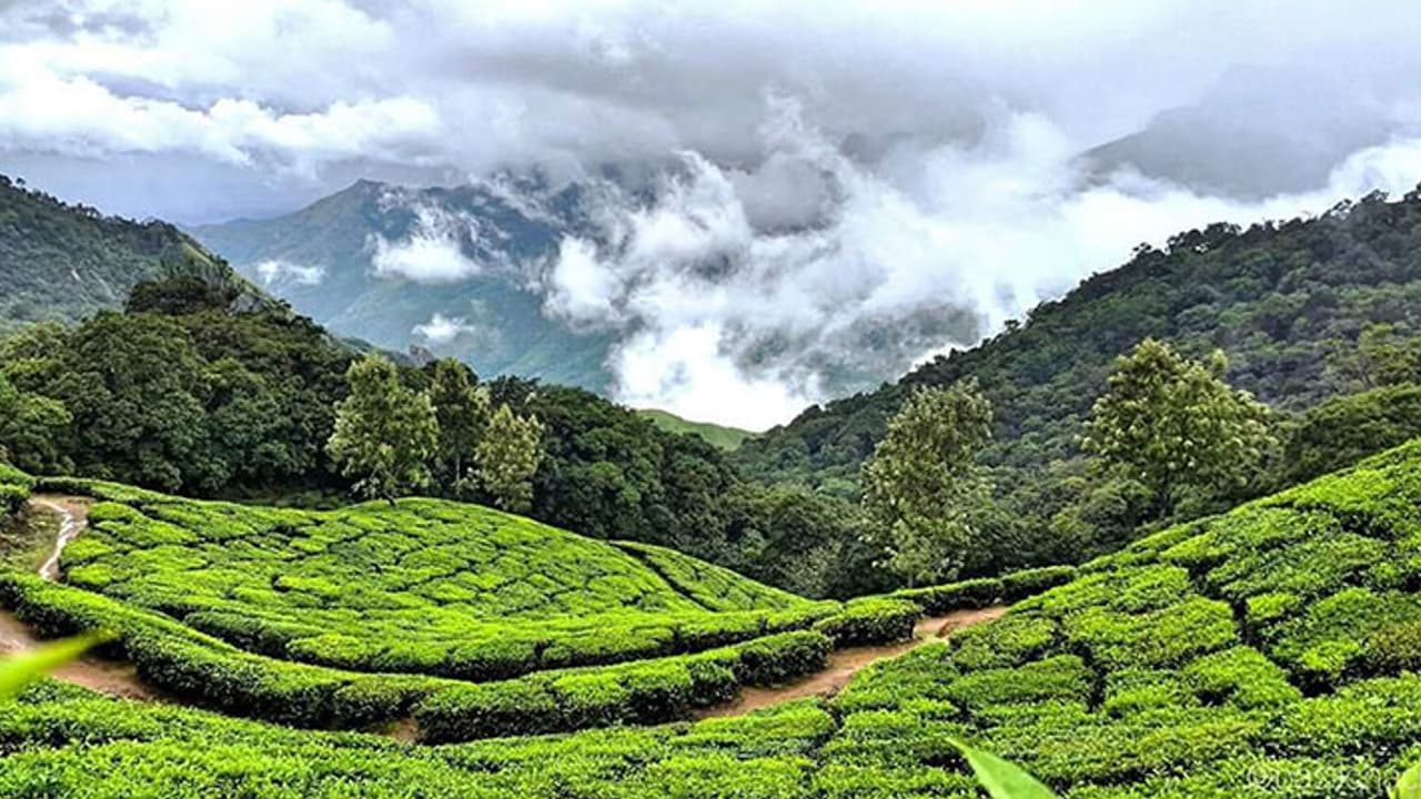 ಕೇರಳದ ಮುನ್ನಾರ್ಗೆ ಭೇಟಿ ಕೊಡೋ ಪ್ಲಾನ್ ಇದ್ದರೆ ಈಗ ಬೇಡ ಕೇರಳದ ಮುನ್ನಾರ್ಗೆ ಭೇಟಿ ಕೊಡೋ ಪ್ಲಾನ್ ಇದ್ದರೆ ಈಗ ಬೇಡ