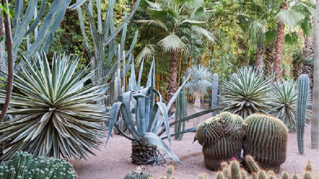 Vastu Tips: ভুলেও ঘর সাজাতে ব্যবহার করবেন না ক্যাকটাস গাছ, হতে পারে একাধিক ক্ষতি Vastu Tips: ভুলেও ঘর সাজাতে ব্যবহার করবেন না ক্যাকটাস গাছ, হতে পারে একাধিক ক্ষতি