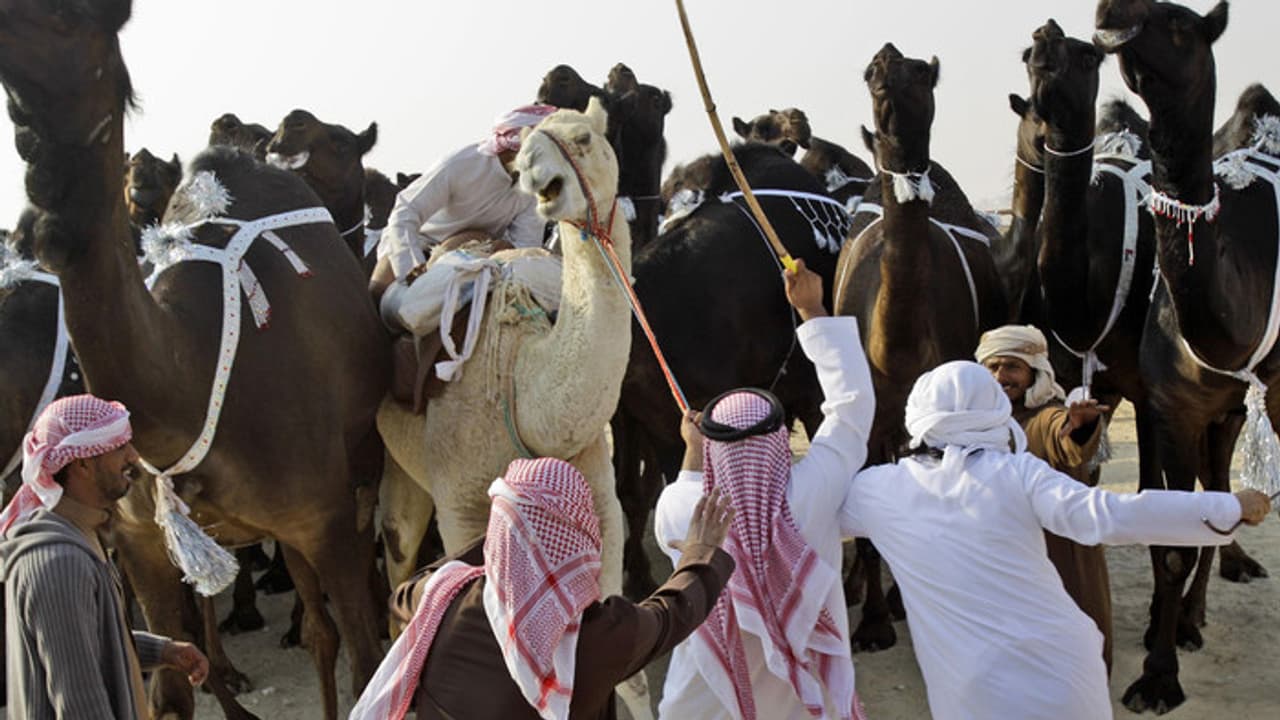 ഹജ്ജ് തീർത്ഥാടകരുടെ സുരക്ഷ; ഒട്ടകങ്ങള്ക്ക് മക്കയില് പ്രവേശനമില്ല ഹജ്ജ് തീർത്ഥാടകരുടെ സുരക്ഷ; ഒട്ടകങ്ങള്ക്ക് മക്കയില് പ്രവേശനമില്ല