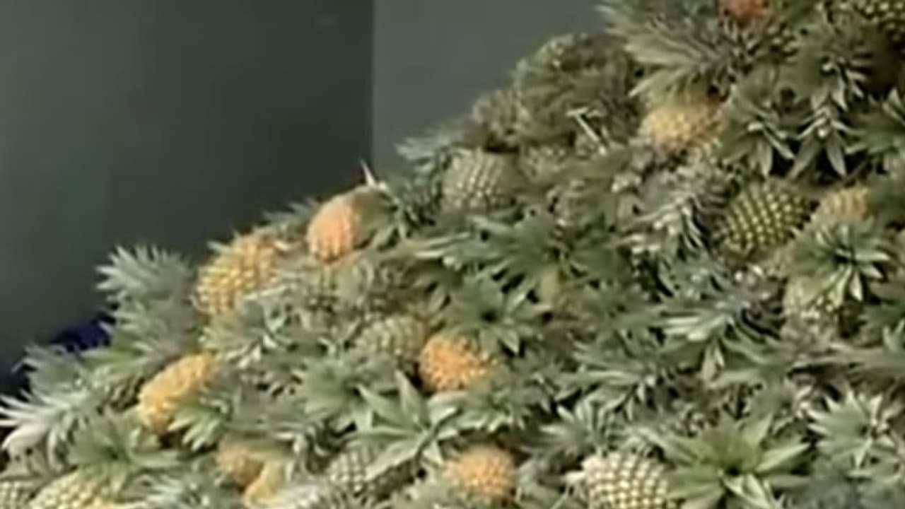 ലോറി സമരം; പൈനാപ്പിള് കൃഷിക്ക് ഒരു കോടിയുടെ നഷ്ടം ലോറി സമരം; പൈനാപ്പിള് കൃഷിക്ക് ഒരു കോടിയുടെ നഷ്ടം