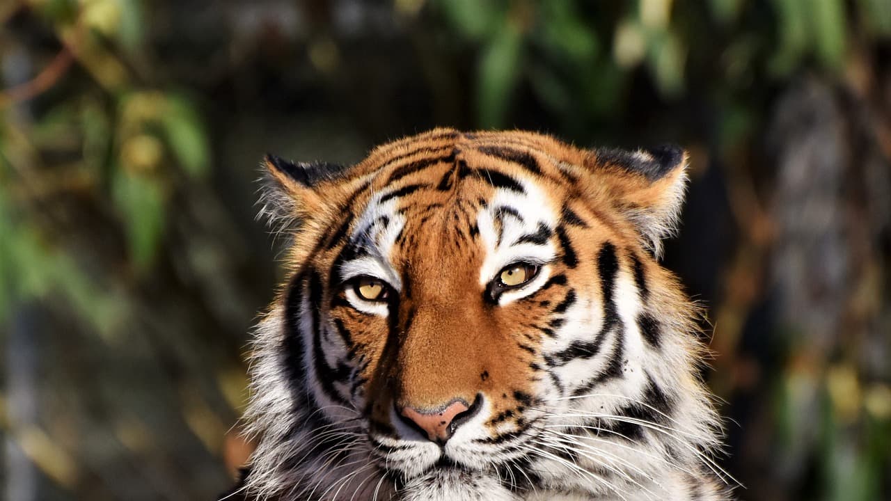 World Tiger Day: India has strong conservation laws, but poor execution, says wildlife expert Imran Siddiqui
