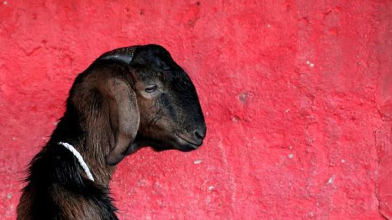 షాక్: మద్యం మత్తులో మేకపై 8 మంది గ్యాంగ్రేప్, మృతి షాక్: మద్యం మత్తులో మేకపై 8 మంది గ్యాంగ్రేప్, మృతి