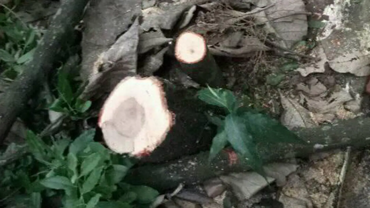 ಲಕ್ಷ ಮೌಲ್ಯದ ಶ್ರೀಗಂಧ ಕಳ್ಳ ಸಾಗಣೆ : ಬಿಜೆಪಿ ಮುಖಂಡ ವಶಕ್ಕೆ ಲಕ್ಷ ಮೌಲ್ಯದ ಶ್ರೀಗಂಧ ಕಳ್ಳ ಸಾಗಣೆ : ಬಿಜೆಪಿ ಮುಖಂಡ ವಶಕ್ಕೆ