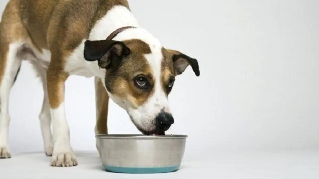 ನಾಯಿ ಪ್ರಸಾದ ತಿಂದುಬಿಟ್ಟರೆ ಏನಾಗುತ್ತದೆ? ನಾಯಿ ಪ್ರಸಾದ ತಿಂದುಬಿಟ್ಟರೆ ಏನಾಗುತ್ತದೆ?