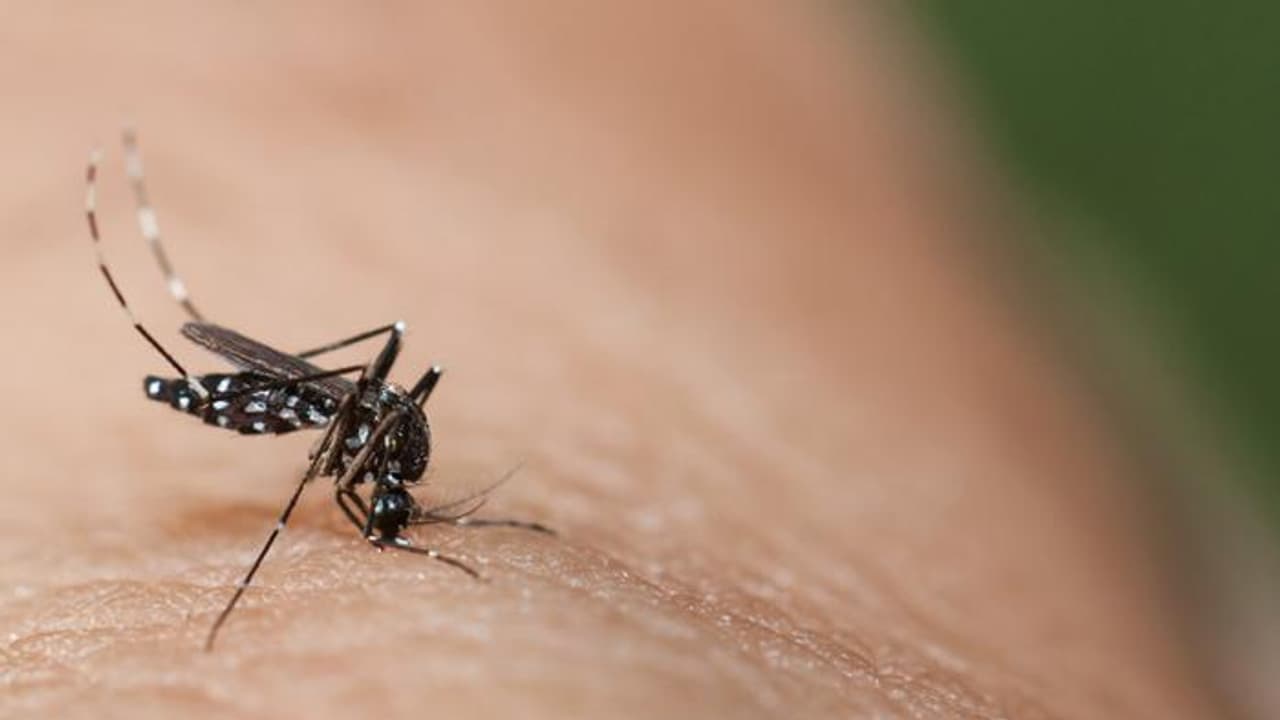 ಕೀಟಗಳಿಗೆ ಅಲರ್ಜಿ ತರೋ ಈ ಗಿಡಗಳು ಮನುಷ್ಯನಿಗೆ ಹಿತ ! ಕೀಟಗಳಿಗೆ ಅಲರ್ಜಿ ತರೋ ಈ ಗಿಡಗಳು ಮನುಷ್ಯನಿಗೆ ಹಿತ !