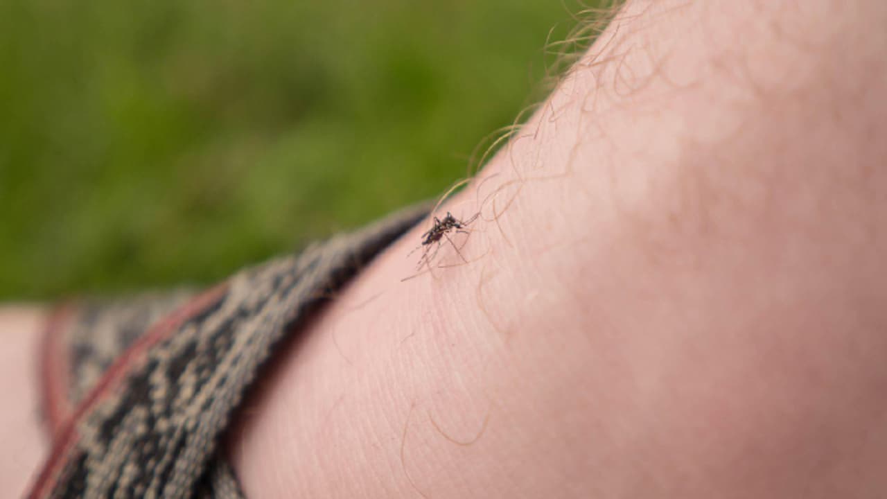 കൊതുകുകളെ നശിപ്പിക്കാന് ചില മാര്ഗങ്ങള് കൊതുകുകളെ നശിപ്പിക്കാന് ചില മാര്ഗങ്ങള്