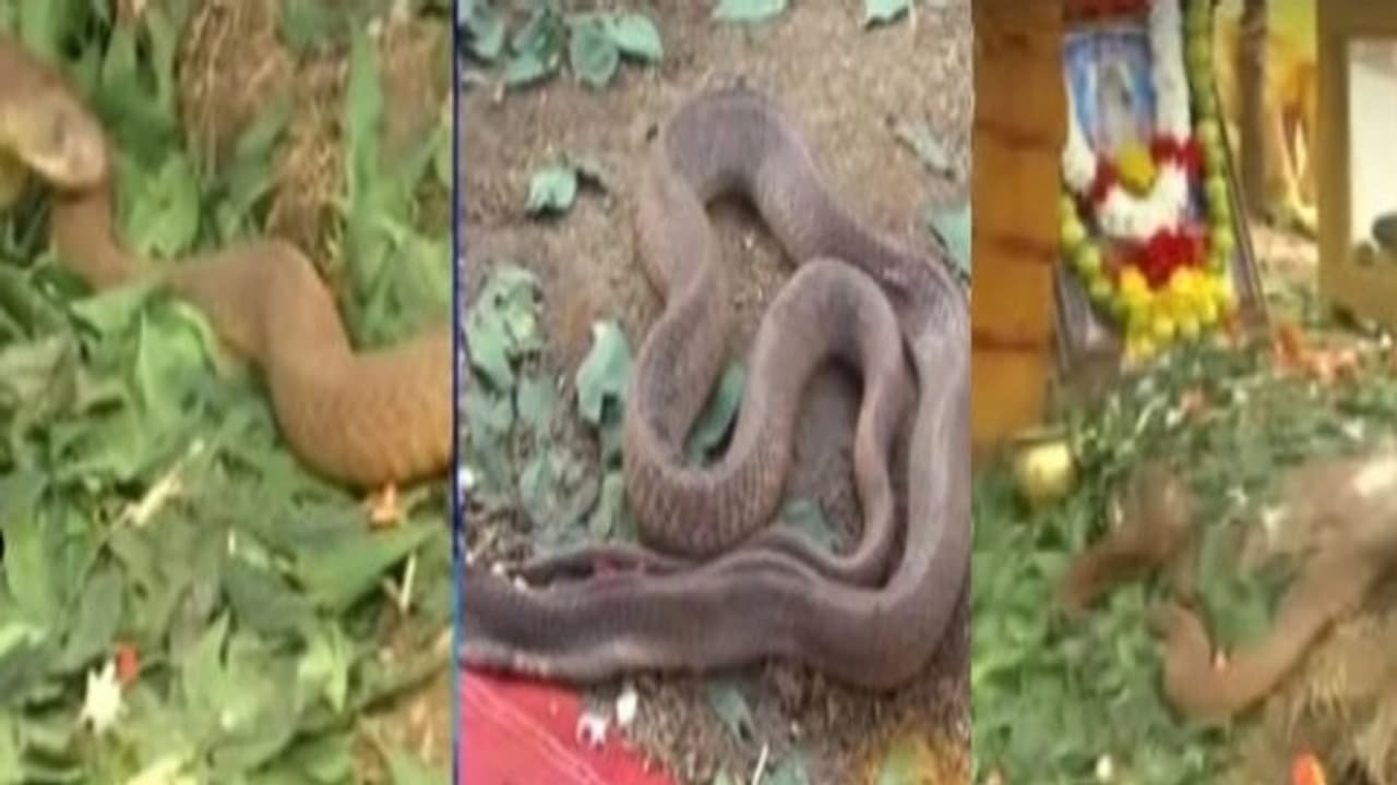 26రోజులు పూజలు అందుకున్న పాము.. చనిపోయింది 26రోజులు పూజలు అందుకున్న పాము.. చనిపోయింది