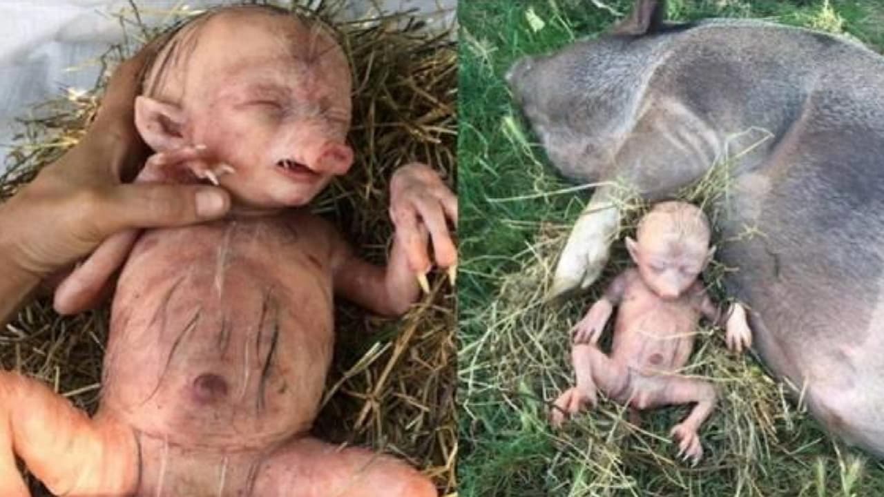 "കേരള കര്ണ്ണാടക അതിര്ത്തിയില് പന്നി പ്രസവിച്ചത് മനുഷ്യനെ" ഇതിന്റെ സത്യം "കേരള കര്ണ്ണാടക അതിര്ത്തിയില് പന്നി പ്രസവിച്ചത് മനുഷ്യനെ" ഇതിന്റെ സത്യം