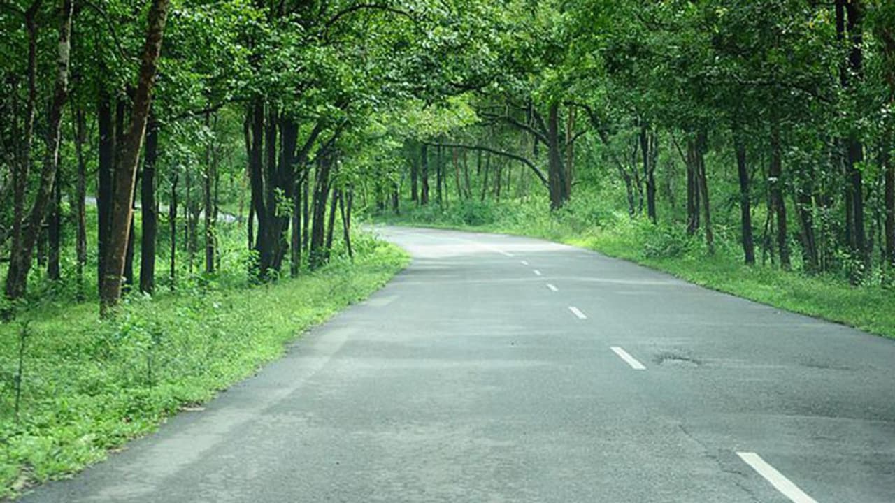 ಬಂಡೀಪುರಕ್ಕೆ ಹೆದ್ದಾರಿ ಪ್ರಾಧಿಕಾರದ ರಸ್ತೆ ಅಗಲೀಕರಣ ಕಂಟಕ, ಕಾಡು ಕಡಿಸಲು ಯೋಜನೆ!