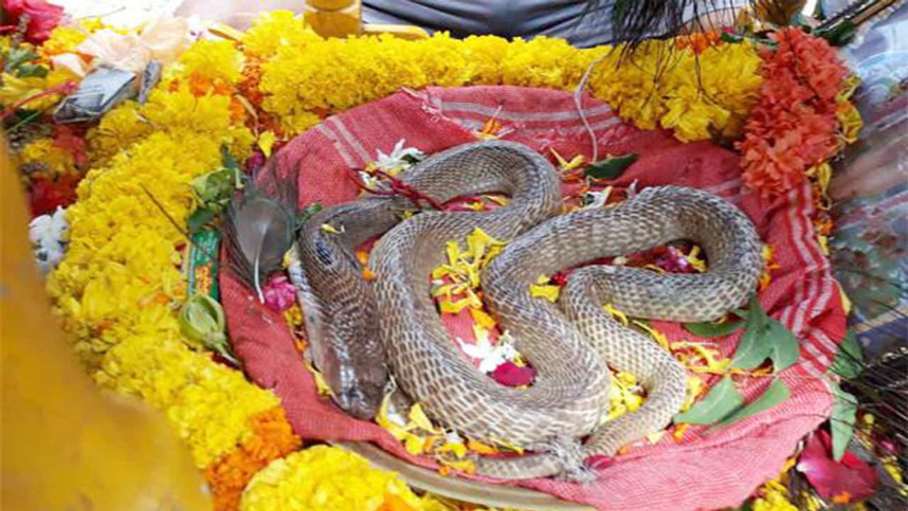 ఆ పాముకి శాస్త్రోక్తంగా అంత్యక్రియలు.. గ్రామస్తుల కన్నీటి వీడ్కోలు ఆ పాముకి శాస్త్రోక్తంగా అంత్యక్రియలు.. గ్రామస్తుల కన్నీటి వీడ్కోలు