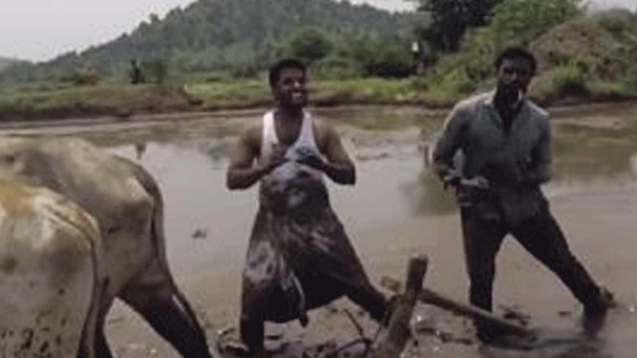 பட்டி தொட்டி வரை வைரல்; காருக்கு பதில் உழவு மாடுகள்...வயலில் கிகி நடனமாடிய இளைஞர்கள்! பட்டி தொட்டி வரை வைரல்; காருக்கு பதில் உழவு மாடுகள்...வயலில் கிகி நடனமாடிய இளைஞர்கள்!