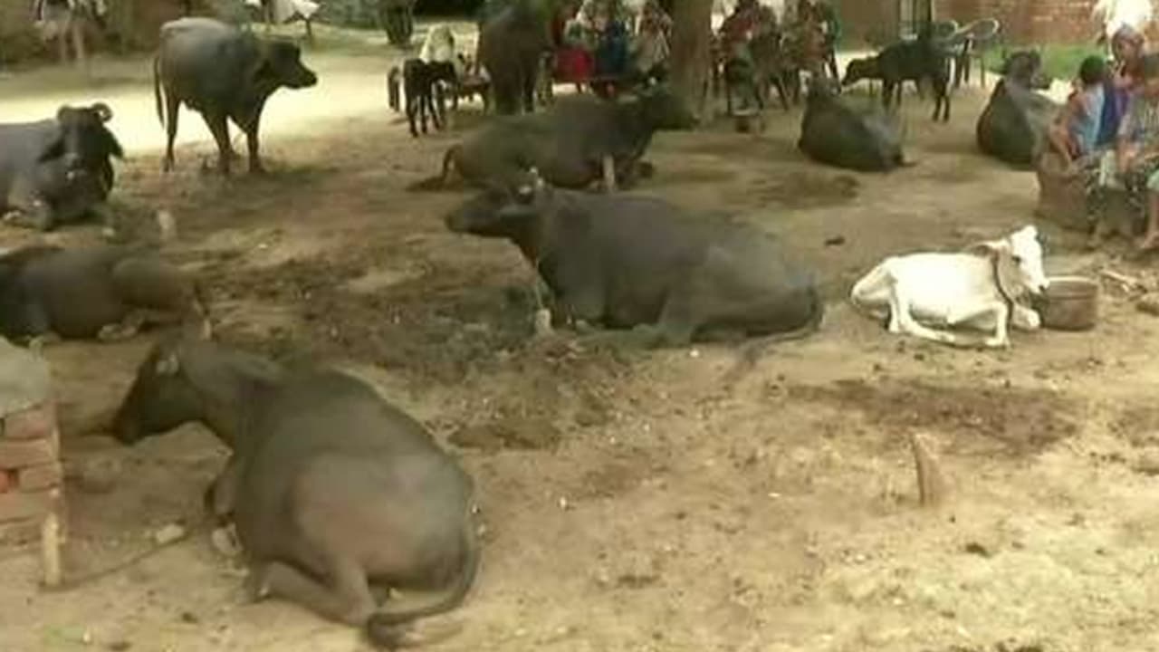 പശുവിനെ മോഷ്ടിച്ചെന്ന് ആരോപിച്ച് യുവാവിനെ കെട്ടിയിട്ട് അടിച്ചുകൊന്നു പശുവിനെ മോഷ്ടിച്ചെന്ന് ആരോപിച്ച് യുവാവിനെ കെട്ടിയിട്ട് അടിച്ചുകൊന്നു