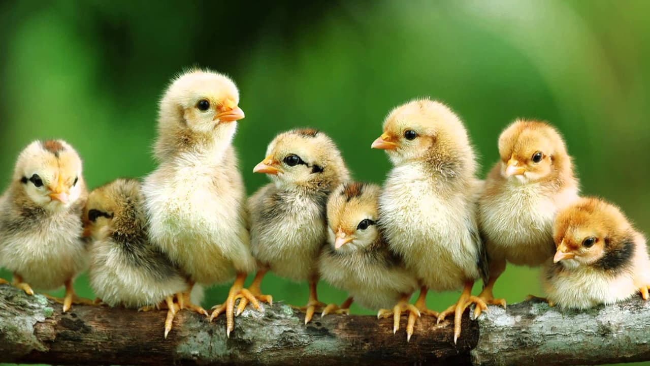 இயற்க்கை நிகழ்த்திய அதிசயம்..! குவியல் குவியலாக வெளிவந்த கோழி குஞ்சிகள்..! இயற்க்கை நிகழ்த்திய அதிசயம்..! குவியல் குவியலாக வெளிவந்த கோழி குஞ்சிகள்..!