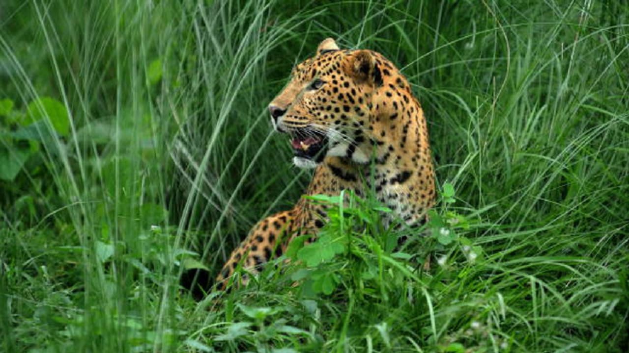 Indian wildlife in distress: 19 leopards died till Feb this year, says environment minister Mahesh Sharma