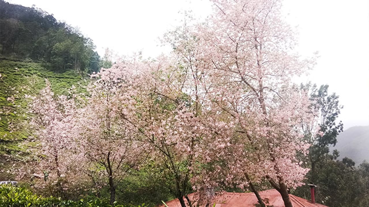 ജപ്പാന്റെ ദേശീയപുഷ്പം മൂന്നാറിൽ പൂത്തു ജപ്പാന്റെ ദേശീയപുഷ്പം മൂന്നാറിൽ പൂത്തു