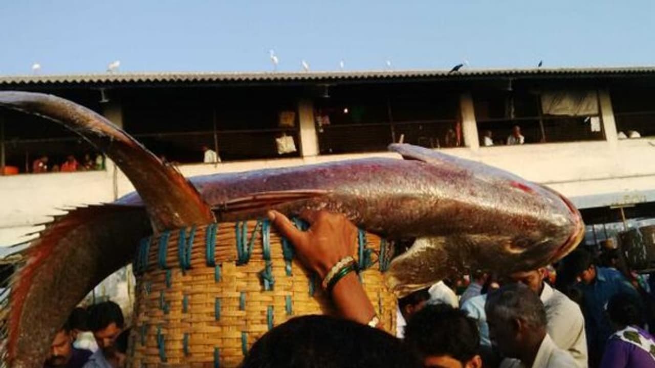 घोल मछली ने बदली मुंबई के मछुआरे भाइयों की किस्मत, साढ़े पांच लाख की लगी बोली