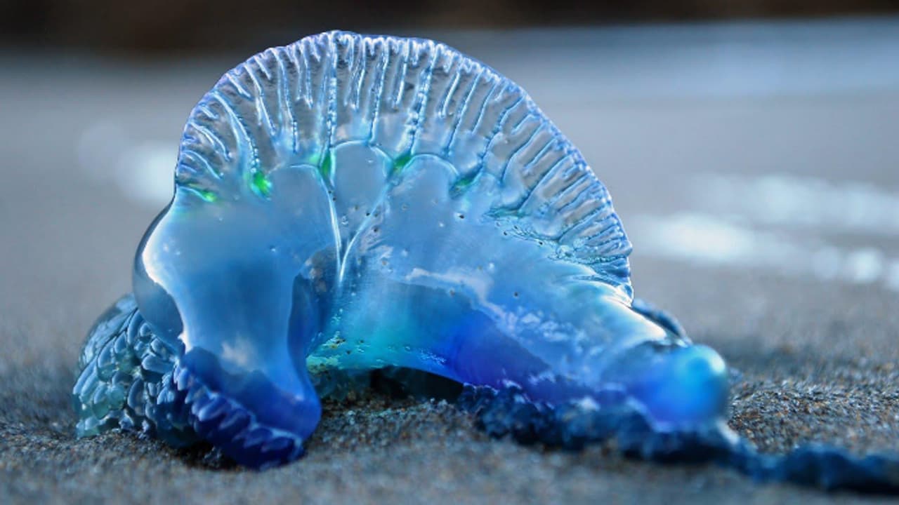 മുംബൈ ബീച്ചിൽ നിരവധി പേർക്ക് ജെല്ലിഫിഷ് വിഷബാധ മുംബൈ ബീച്ചിൽ നിരവധി പേർക്ക് ജെല്ലിഫിഷ് വിഷബാധ