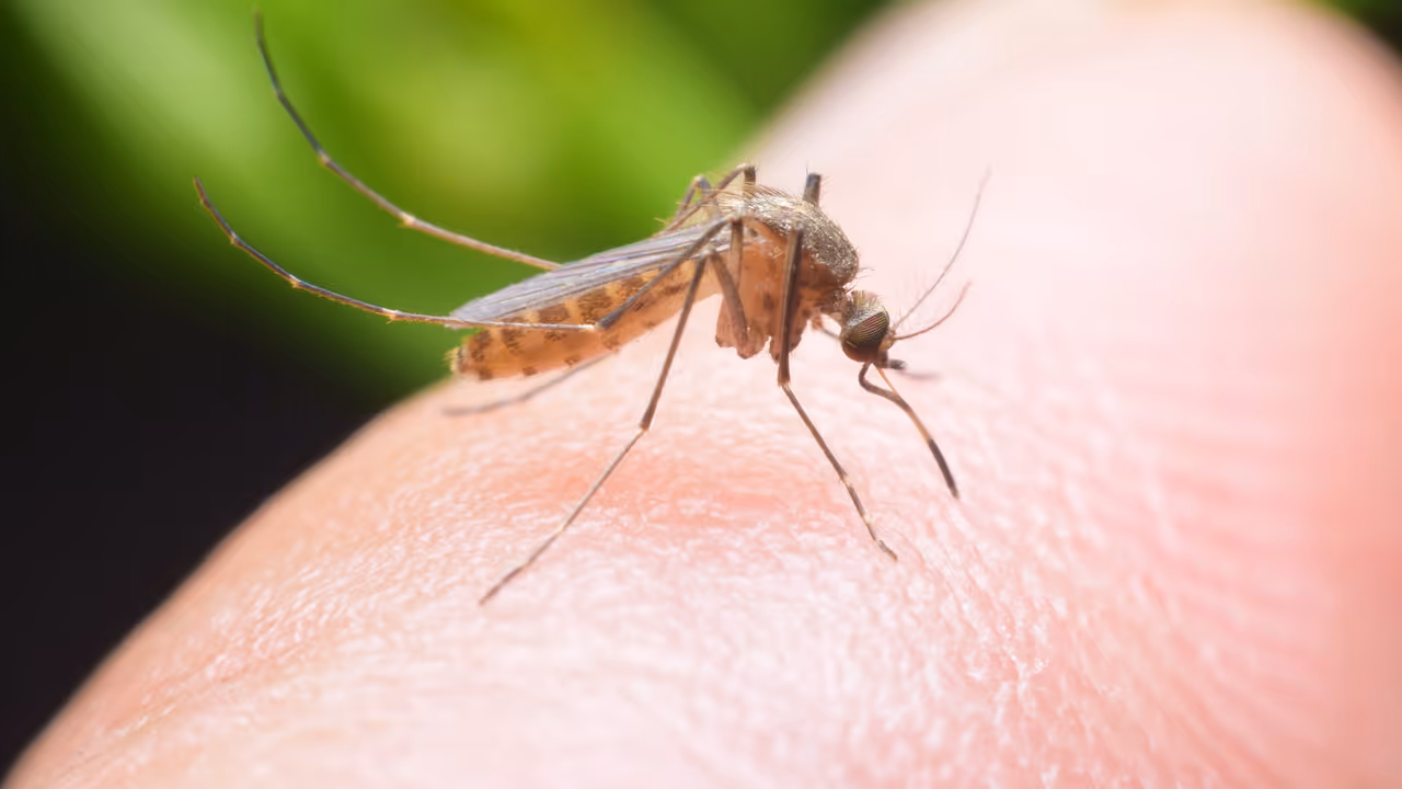 Mosquito menace: Three ways to keep your office mosquito free