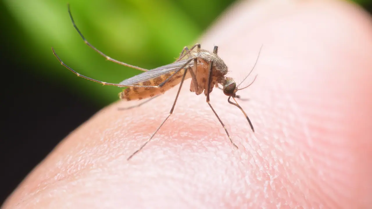 Malaria: Symptoms, signs, stages
