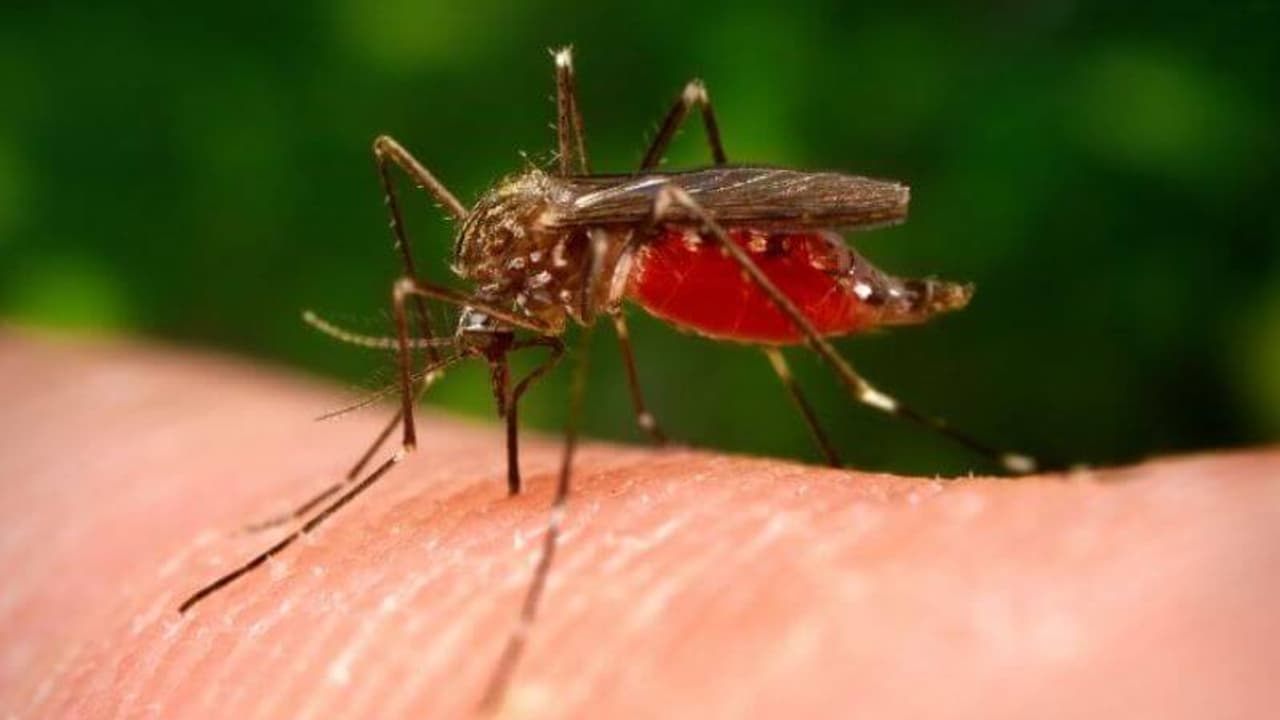 Japanese Encephalitis death toll rises to 76 in Assam