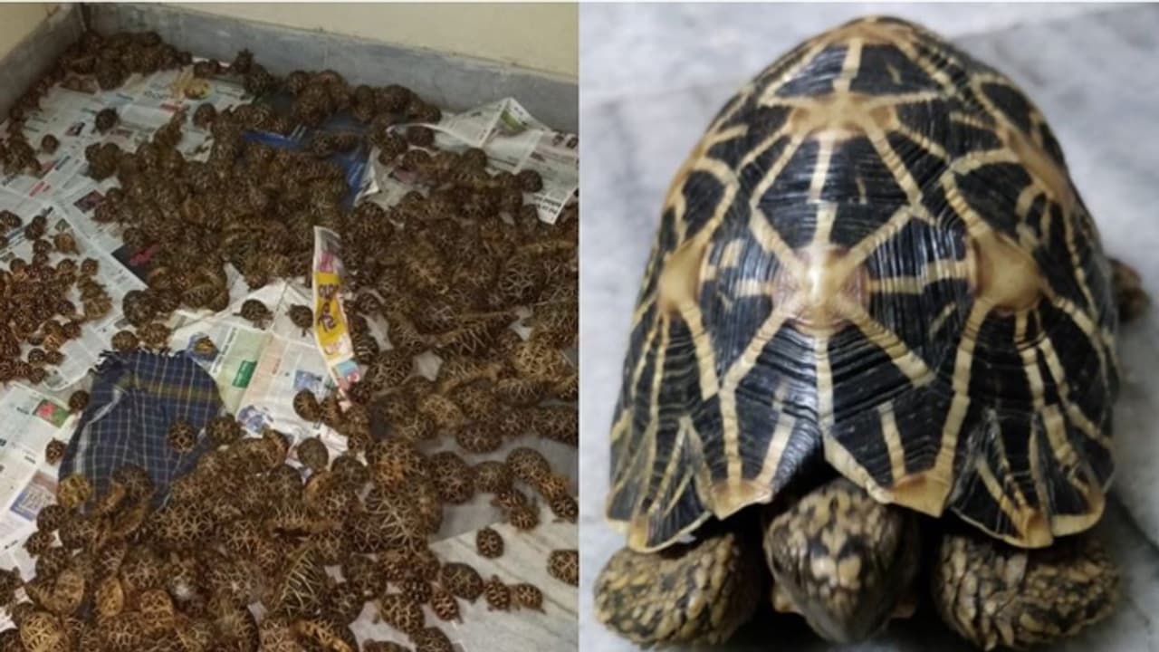 കോടികൾ വിലമതിപ്പുള്ള നക്ഷത്ര ആമകളെ കടത്താന് ശ്രമം; മൂവർ സംഘം പിടിയിൽ കോടികൾ വിലമതിപ്പുള്ള നക്ഷത്ര ആമകളെ കടത്താന് ശ്രമം; മൂവർ സംഘം പിടിയിൽ