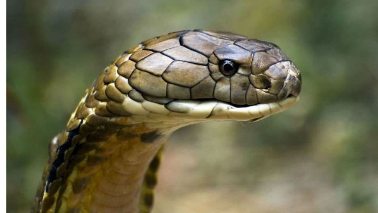 800ಕ್ಕೂ ಹೆಚ್ಚು ಹಾವು ಹಿಡಿದ ಸ್ನೇಕ್‌ ಗಗನ್‌ಗೆ 50ನೇ ಕಾಳಿಂಗ ಸೆರೆ