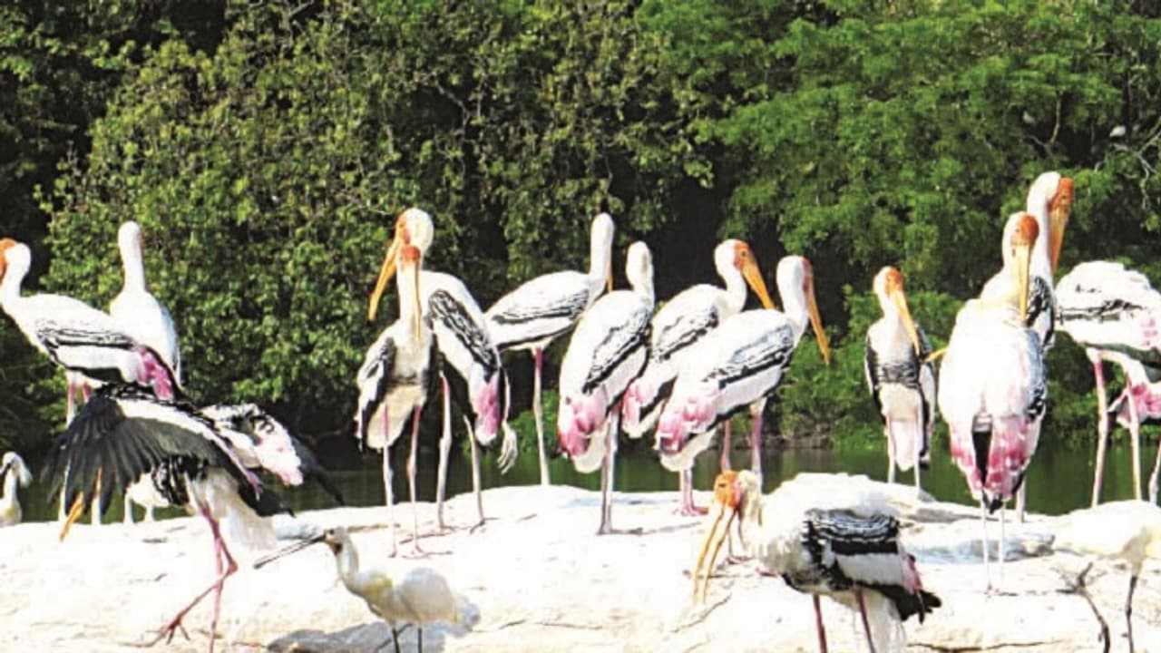 ಕಾವೇರಿ ಪ್ರವಾಹದ ಅಬ್ಬರಕ್ಕೆ ನಲುಗಿದ ರಂಗನತಿಟ್ಟು ಪಕ್ಷಿಧಾಮ ಕಾವೇರಿ ಪ್ರವಾಹದ ಅಬ್ಬರಕ್ಕೆ ನಲುಗಿದ ರಂಗನತಿಟ್ಟು ಪಕ್ಷಿಧಾಮ