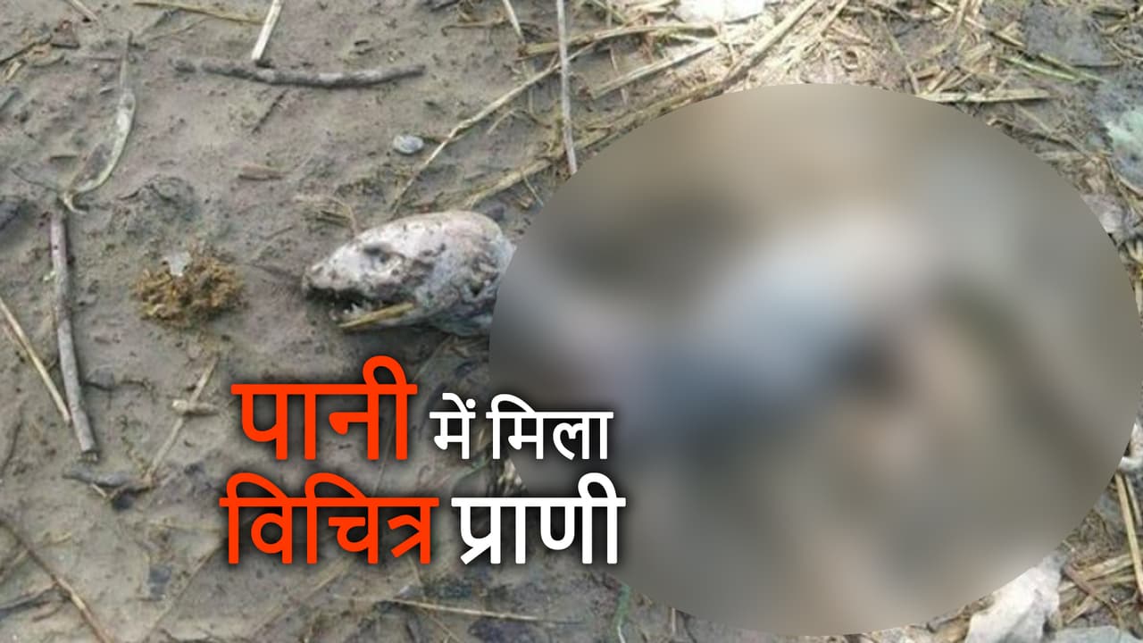 विचित्र जानवर मिलने से हड़कंप, वन विभाग की टीम कर रही जांच