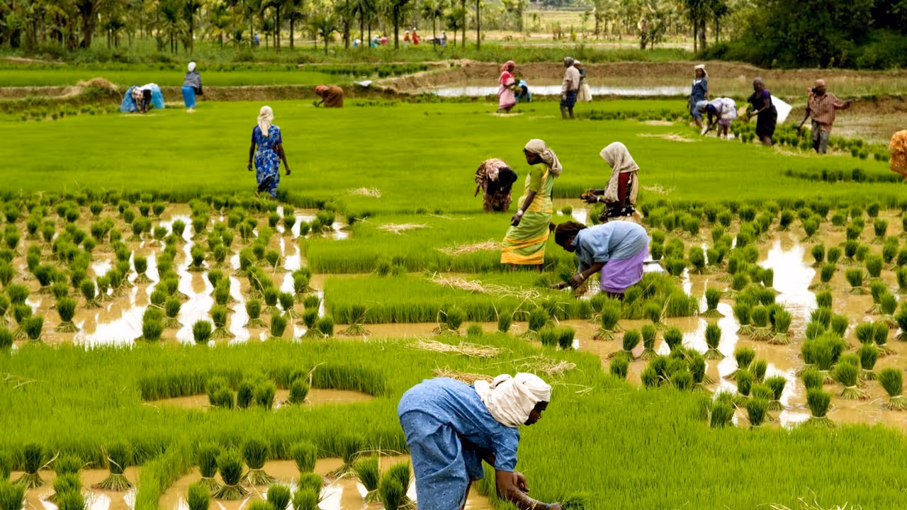 ഓണത്തിന് മലയാളിക്ക് അരിയുടെ കാര്യത്തില് പിശുക്ക് വേണ്ട ഓണത്തിന് മലയാളിക്ക് അരിയുടെ കാര്യത്തില് പിശുക്ക് വേണ്ട