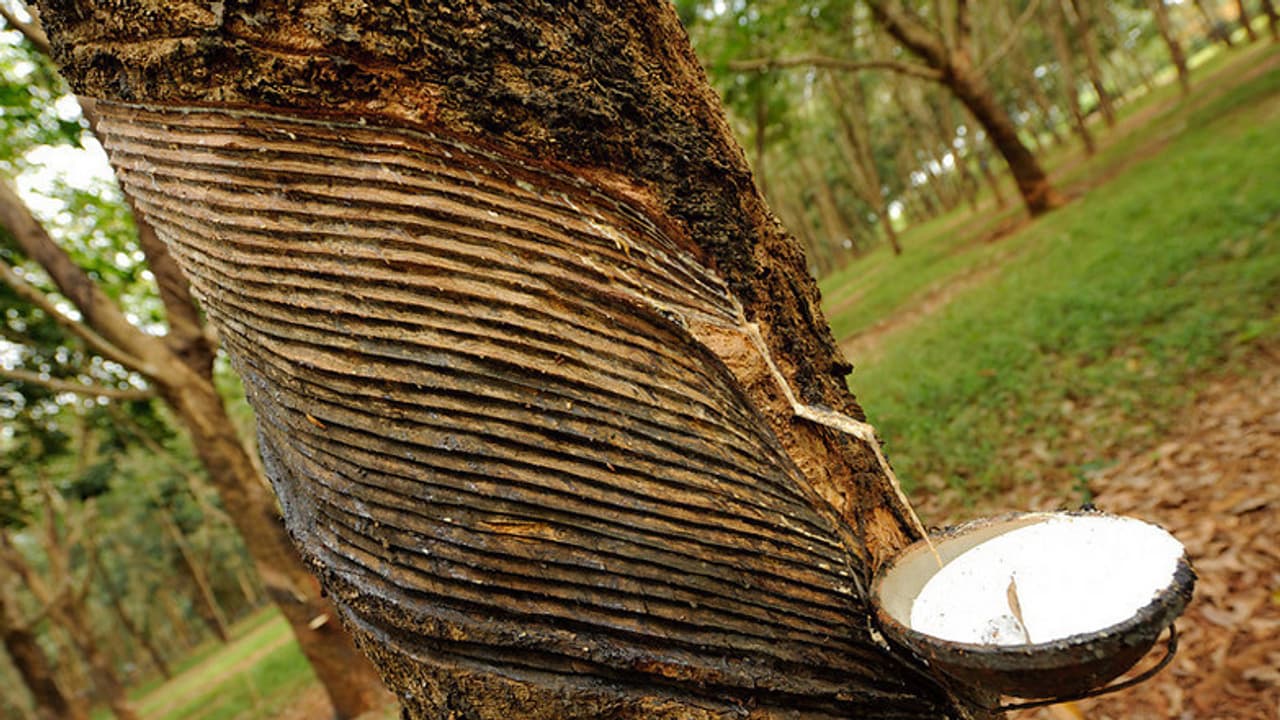 റബ്ബര്: കേന്ദ്ര സര്ക്കാരിന് മുന്നില് നിര്ദ്ദേശങ്ങളുമായി സംസ്ഥാനം റബ്ബര്: കേന്ദ്ര സര്ക്കാരിന് മുന്നില് നിര്ദ്ദേശങ്ങളുമായി സംസ്ഥാനം