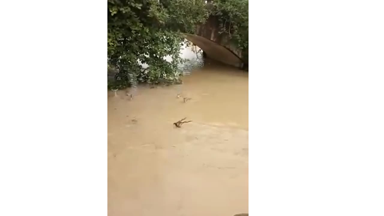 ചാലിയാറില് ഒഴുകി വരുന്ന മാനുകള്; വീഡിയോയുടെ സത്യം ഇതാണ് ചാലിയാറില് ഒഴുകി വരുന്ന മാനുകള്; വീഡിയോയുടെ സത്യം ഇതാണ്