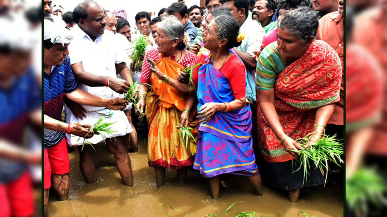 ದೇಶಿ ಗೆಟಪ್’ನಲ್ಲಿ ನಾಟಿ ಮಾಡಿದ ಮುಖ್ಯಮಂತ್ರಿ ಕುಮಾರಸ್ವಾಮಿ