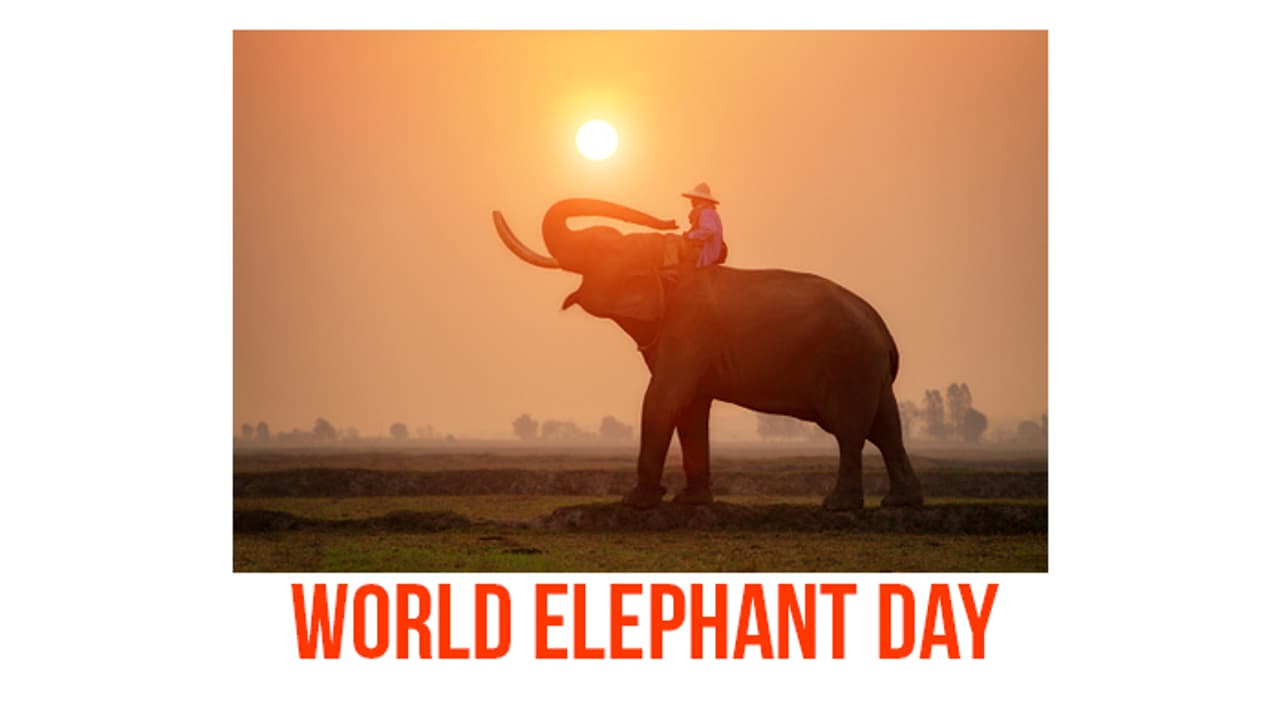 ಇಂದು ವಿಶ್ವ ಆನೆ ದಿನ : ಗಜರಾಜನ ಬಗ್ಗೆ ತಿಳಿದುಕೊಳ್ಳಬೇಕಾದ 6 ಸಂಗತಿಗಳು ಇಂದು ವಿಶ್ವ ಆನೆ ದಿನ : ಗಜರಾಜನ ಬಗ್ಗೆ ತಿಳಿದುಕೊಳ್ಳಬೇಕಾದ 6 ಸಂಗತಿಗಳು