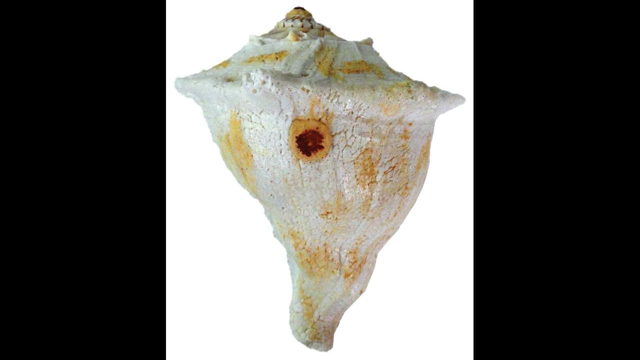 வீட்டில் பணம் நிறைந்து இருக்க...."வலம்புரிச் சங்கு செய்யும் அதிசயம்"...! நீங்களே பாருங்க... வீட்டில் பணம் நிறைந்து இருக்க...."வலம்புரிச் சங்கு செய்யும் அதிசயம்"...! நீங்களே பாருங்க...