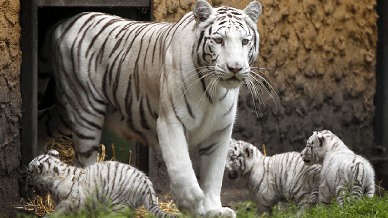 ആ പരീക്ഷണം വിജയിച്ചു; 27 വർഷത്തിനുശേഷം വെള്ളക്കടുവ പ്രസവിച്ചു ആ പരീക്ഷണം വിജയിച്ചു; 27 വർഷത്തിനുശേഷം വെള്ളക്കടുവ പ്രസവിച്ചു