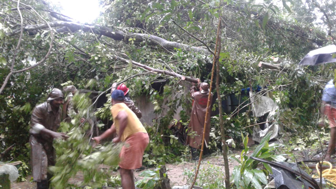 മാന്നാറില് ശക്തമായ കാറ്റില് വന് മരങ്ങള് കടപുഴകുന്നു മാന്നാറില് ശക്തമായ കാറ്റില് വന് മരങ്ങള് കടപുഴകുന്നു