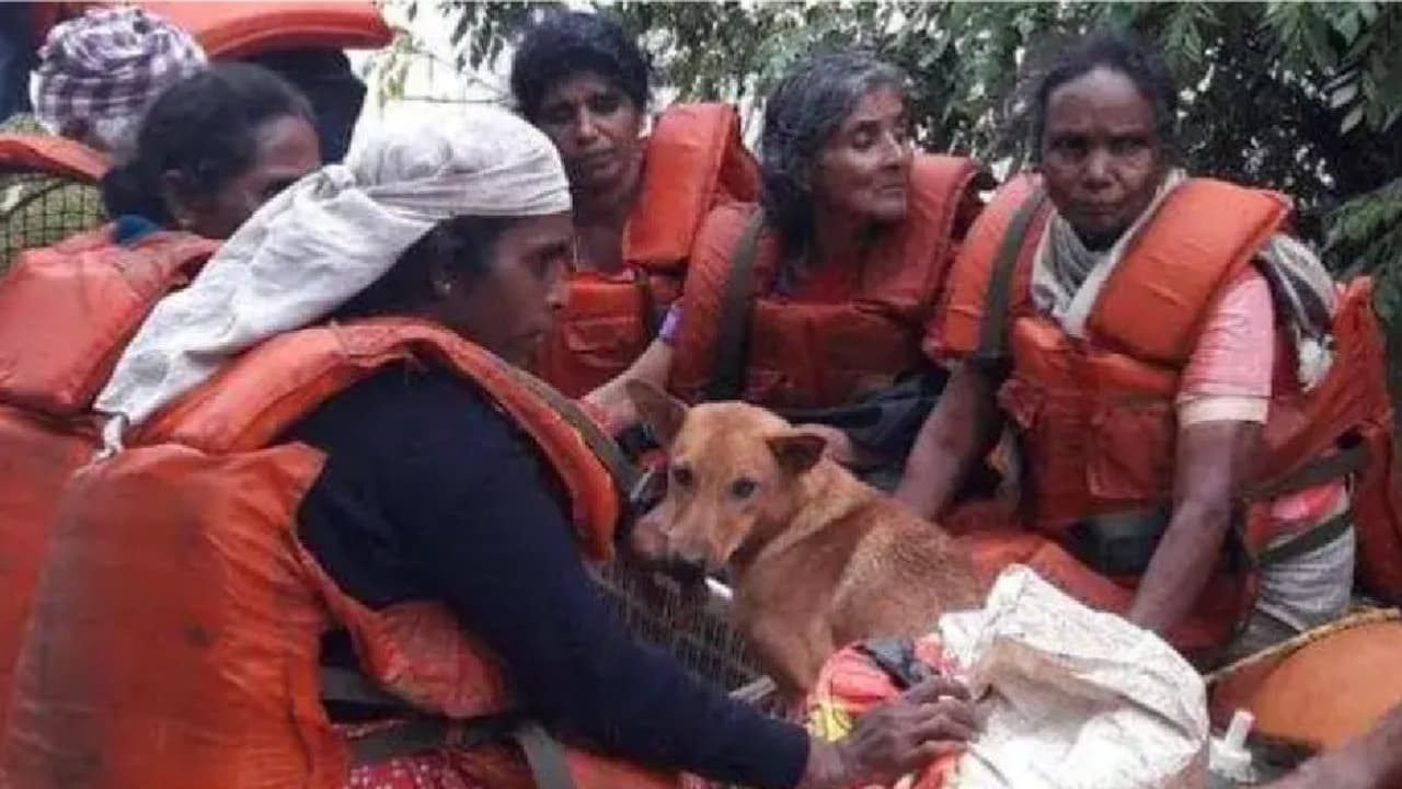 25 ನಾಯಿಗಳನ್ನು ಬಿಟ್ಟು ಬರದ ಮಹಿಳೆ..! 25 ನಾಯಿಗಳನ್ನು ಬಿಟ್ಟು ಬರದ ಮಹಿಳೆ..!