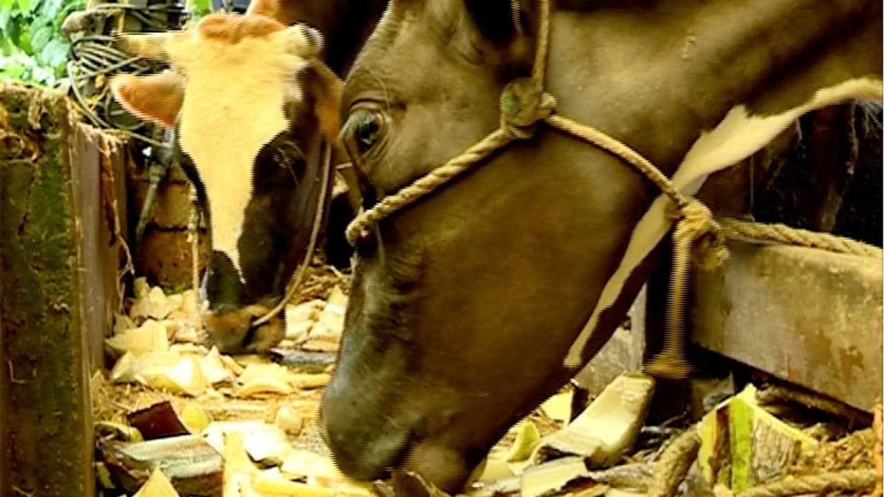 ಲಾಕ್ಡೌನ್: ಜಾನವಾರುಗಳಿಗೆ ಮೇವಿನ ಅಭಾವದ ಭೀತಿ! ಸಚಿವರೇ ಸ್ವಲ್ಪ ಇತ್ತ ಗಮನಿಸಿ ಲಾಕ್ಡೌನ್: ಜಾನವಾರುಗಳಿಗೆ ಮೇವಿನ ಅಭಾವದ ಭೀತಿ! ಸಚಿವರೇ ಸ್ವಲ್ಪ ಇತ್ತ ಗಮನಿಸಿ