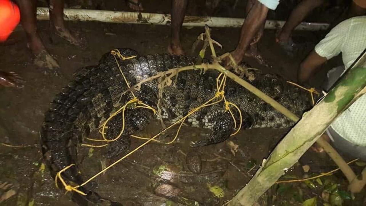 പ്രളയത്തിന് ശേഷം വീട്ടില് എത്തിയത് മുതല പ്രളയത്തിന് ശേഷം വീട്ടില് എത്തിയത് മുതല