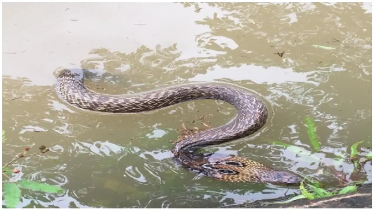 కేరళలో తగ్గుముఖం పట్టిన వరదలు: ఇళ్లలోకి చేరిన పాములు, మొసళ్లు