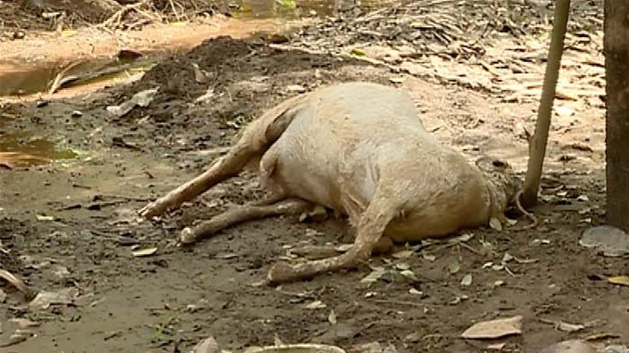 ചത്തമൃഗങ്ങളെ മറവ് ചെയ്യാനാവുന്നില്ല; പലയിടങ്ങളിലും പകര്‍ച്ചവ്യാധി ഭീഷണി